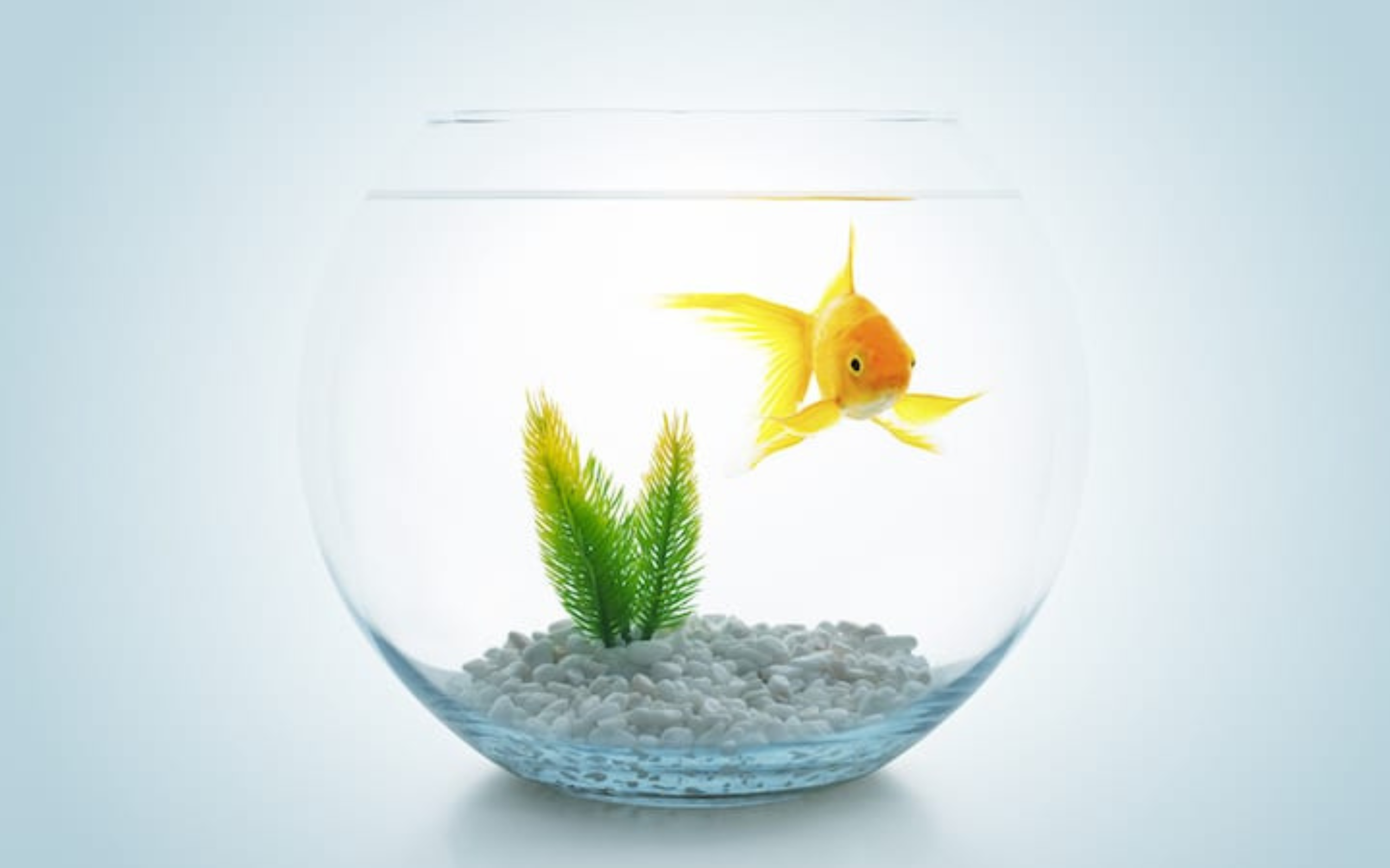 Speak Your Mind and Youth Central Mental Health Fishbowl Discussions | Free Your Mind Initiative