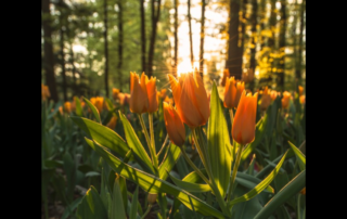 Nature and Mental Health | Free Your Mind Initiative
