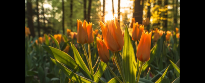 Nature and Mental Health | Free Your Mind Initiative
