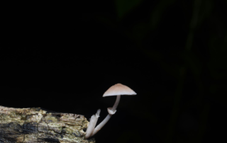 Clinical Depression and Psychedelic Medication: A Novel Treatment Avenue | Free Your Mind Initiative