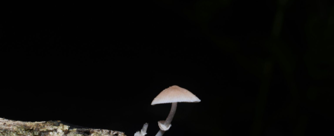 Clinical Depression and Psychedelic Medication: A Novel Treatment Avenue | Free Your Mind Initiative