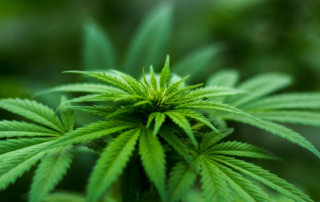 Cannabis and Psychosis: An Interesting Study’s Results | Free Your Mind Initiative