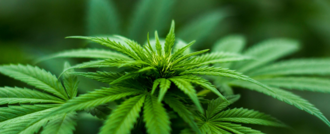 Cannabis and Psychosis: An Interesting Study’s Results | Free Your Mind Initiative