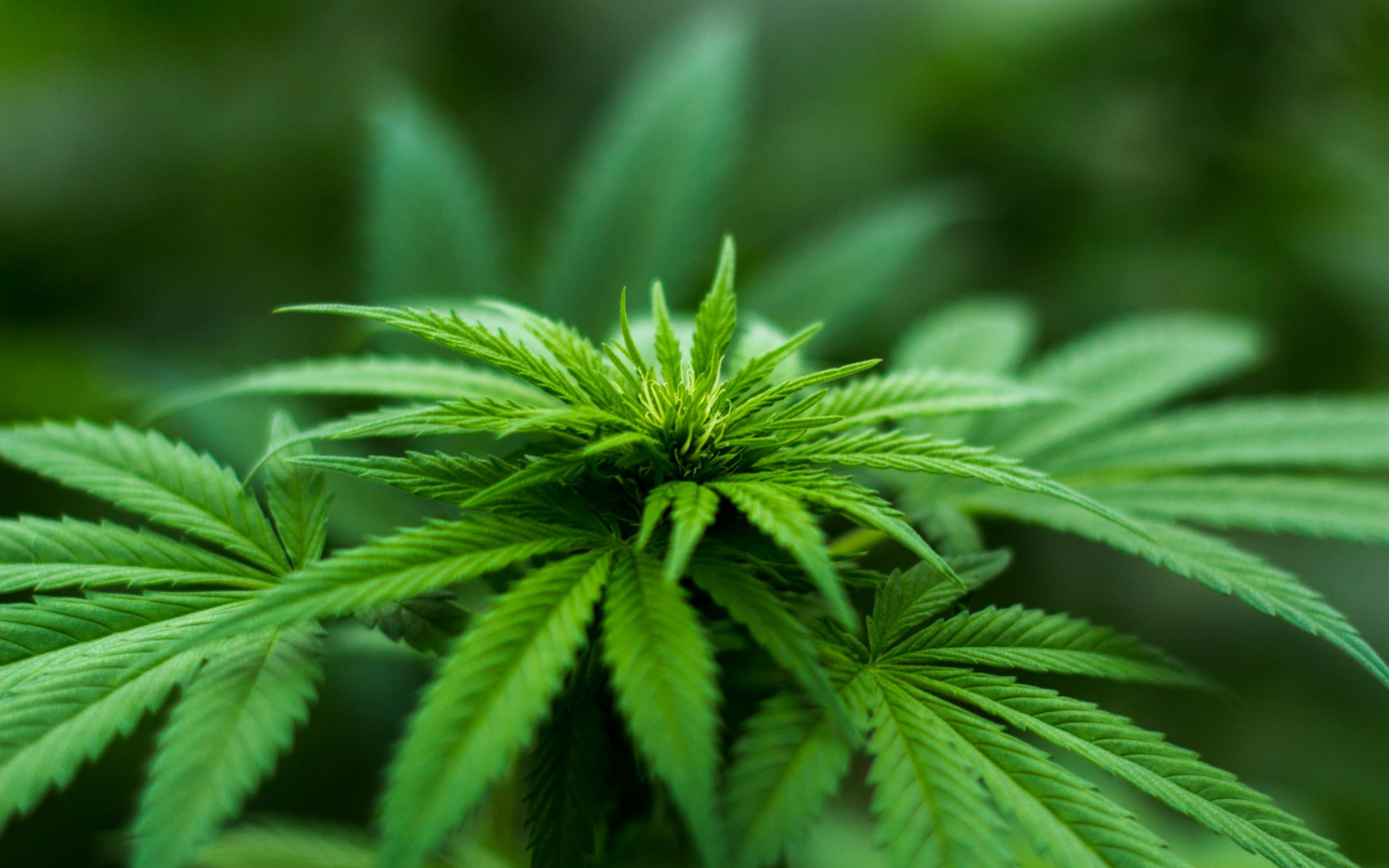 Cannabis and Psychosis: An Interesting Study’s Results | Free Your Mind Initiative